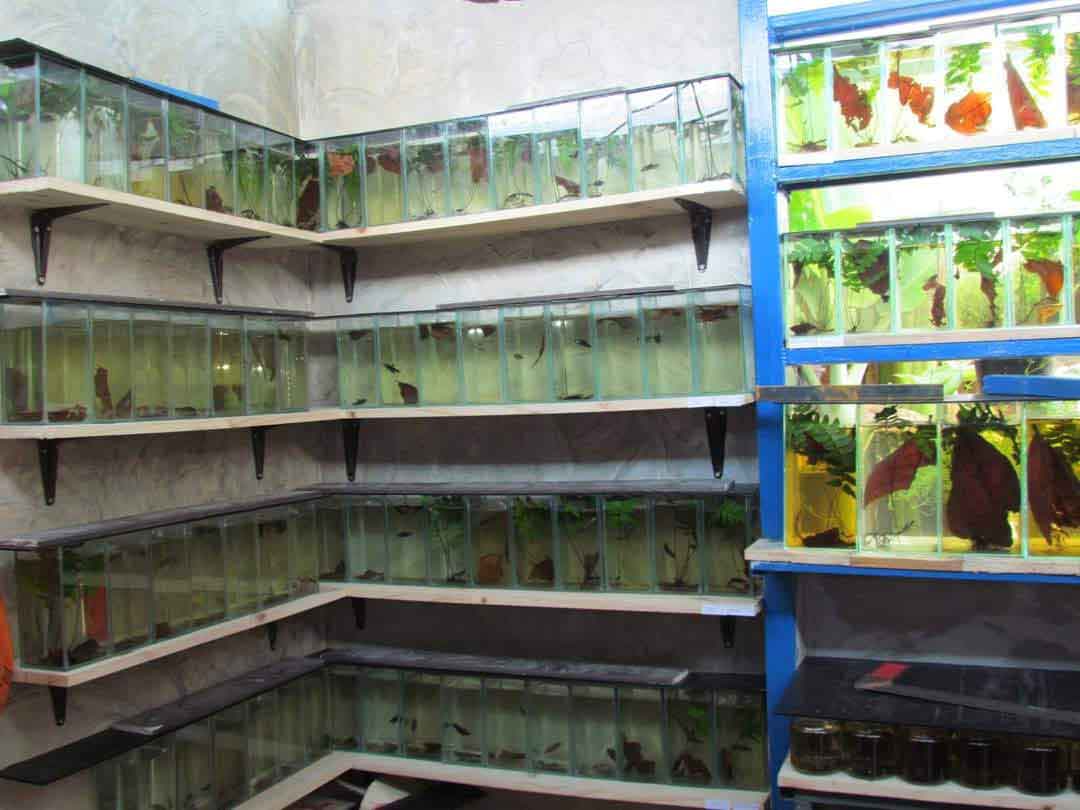 Wild betta collection displayed inside the shop